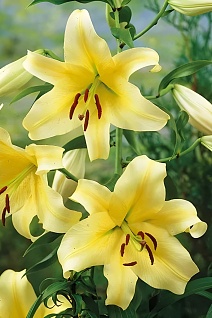 Лилия ОТ-гибрид Ханимун, 18/20, для выгонки, 1 шт.