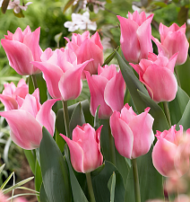 Тюльпан лилиецветный Мисс Элеганс, 11/12, 1 шт.