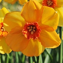 Нарцисс мелкокорончатый Сабина Хэй, 12/14, 1 шт.