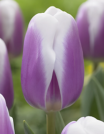 Тюльпан триумф Либрайе, 12/+, 1 шт.