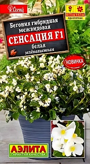 Бегония Сенсация F1 белая зеленолистная, 7 шт.