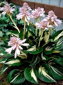 Хоста Стинг, 1 шт.