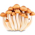 Мицелий грибов
