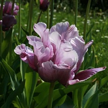 Тюльпан попугайный Блю Пэррот, 11/12, 1 шт.