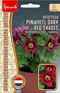 Прострел Pinwheel Dark Red Shade, 3 шт.