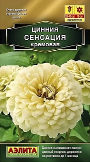 Цинния Сенсация кремовая, 12 шт.