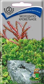 Молодило Кровельное, 0,01 г