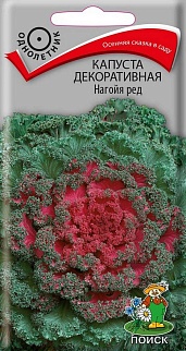 Капуста декоративная Нагойя ред , 10 шт.