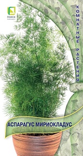 Аспарагуc мириокладус, 5 шт.