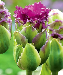 Тюльпан махровый бахромчатый Пурпл Тауэр, 11/12, 1 шт.