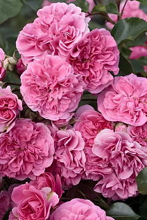 Роза почвопокровная Ле Катр Сэзон (Роза 4 сезона)/ЦКор