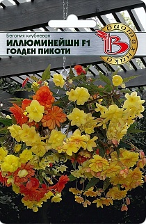 Бегония клубневая ампельная Иллюминейшн F1 Голден Пикоти, 8 шт.  Биотехника