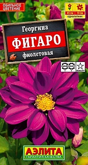 Георгина Фигаро, фиолетовая, махровая, 7 шт.
