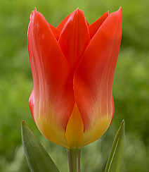 Тюльпан фостера Оракул, 11/12, 1 шт.