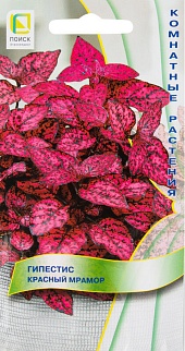 Гипестис Красный мрамор, 7 шт. Комнатные растения