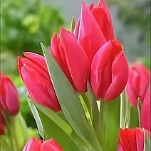 Тюльпан многоцветковый Тринити, 11/12, 1 шт.