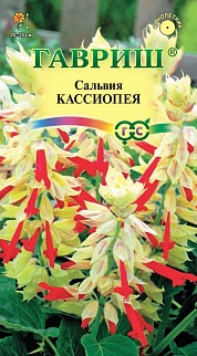 Сальвия сверкающая Кассиопея, 4 шт.