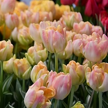 Тюльпан махровый поздний Хэппи Апстар, 11/12, 1 шт.