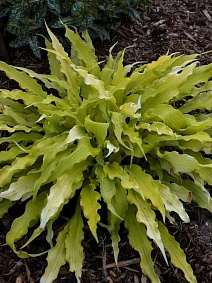 Хоста Вигглз Энд Сквигглз, 1 шт.