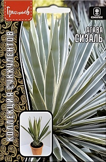 Агава Сизаль 10 шт.