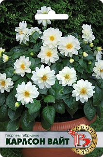 Георгины гибридные Карлсон Вайт, 10 шт.