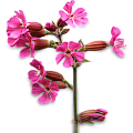Вискария