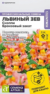 Львиный зев Снэппи Бронзовый закат, 7 шт. 