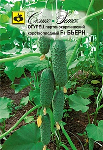 Огурец Бьерн F1, 5 шт. Семко.