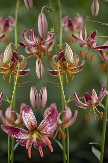 Лилия Альберта Морниг, 10/12, 1 шт.