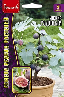 Инжир Садовый, 30 шт.