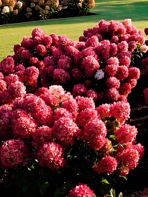 Гортензия метельчатая Литтл Рози/ЦКорЛюкс