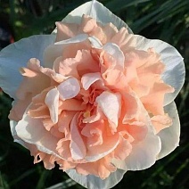 Нарцисс махровый Флауэр Сюрпрайз, 12/14, 1 шт.