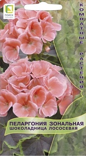 Пеларгония зональная Шоколадница Лососевая, 5 шт. Комнатные растения