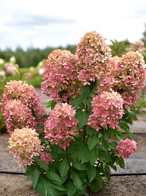 Гортензия метельчатая Графити