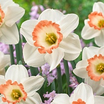 Нарцисс крупнокорончатый Пинк Шарм, 12/14, 1 шт.