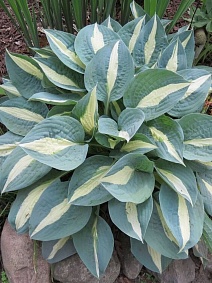 Хоста Пин-Ап, 1 шт.