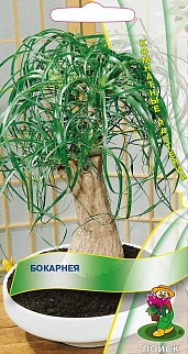 Бокарнея, 5 шт. Комнатные растения