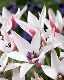 Тюльпан ботанический Пепперминтстик, 6/7, 1 шт.