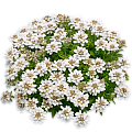 Гутчинзия Альпийская 