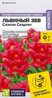 Львиный зев Снэппи Скарлет, 7 шт. 