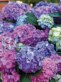 Гортензия крупнолистовая Страмини (Джемини)/ЦКорЛюкс