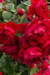 Роза плетистая Флорентина/ЦКор