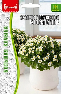 Экзакум Midget White родственный, 10 шт.