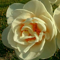 Нарцисс махровый Гай Табор, 12/14, 1 шт.