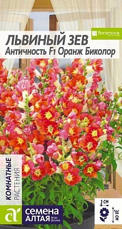 Львиный зев Античность Оранж биколор, 10 шт.