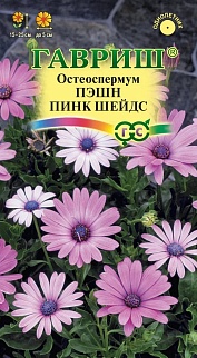 Остеоспермум Пэшн пинк шейдс, 3 шт.