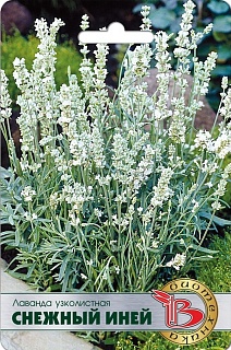Лаванда узколистная Снежный Иней, 20 шт. Биотехника