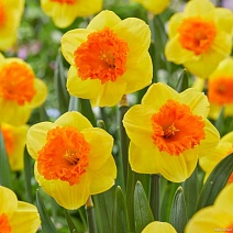 Нарцисс крупноцветковый гофрированный Корал Краун, 12/14, 1 шт.