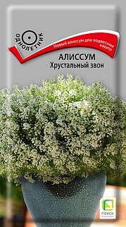 Алиссум Хрустальный звон, 20 шт.