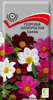 Георгина низкорослая Хоровод, 10 шт.